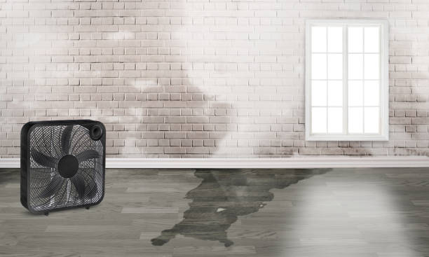 Best Water damage cleanup near me  in Randallstown, MD